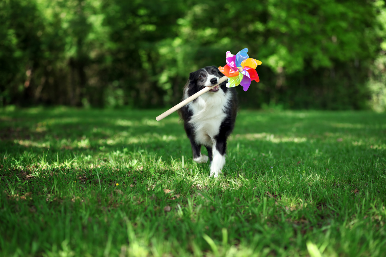 dog with pinwheel